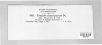 Golovinomyces cichoracearum image